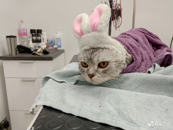 Грумер для кошек с выездом на дом