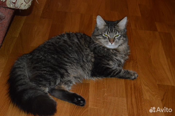 Вязка с норвежским котом