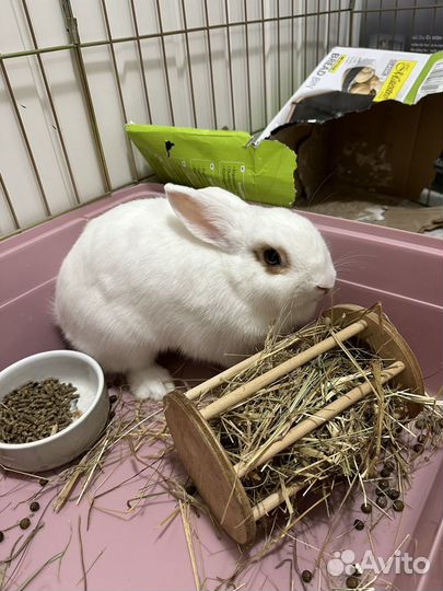 Декоративные кролики