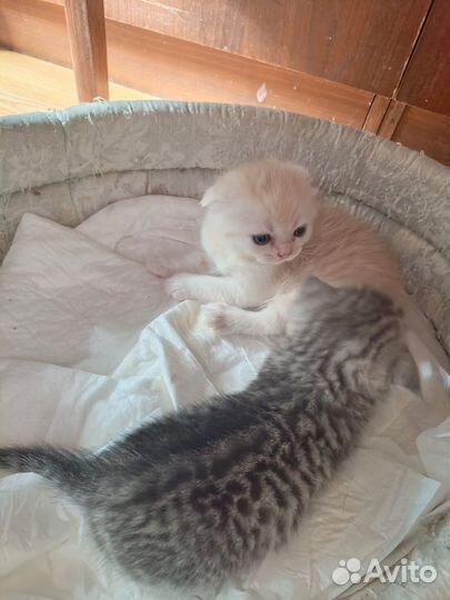 Шотландские котята