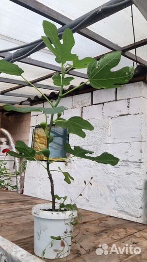 Саженцы инжира