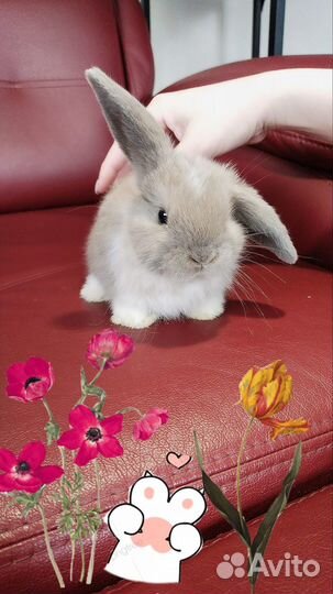 Декоративные крольчата вислоухие