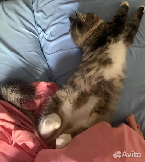 Передержка домашних животных