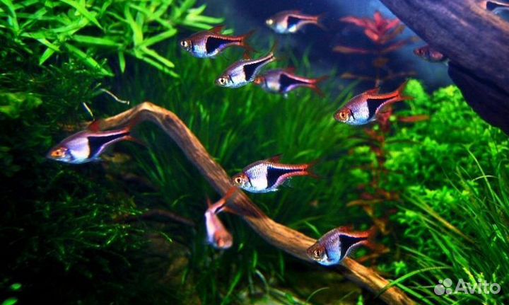 Расбора Клинопятнистая