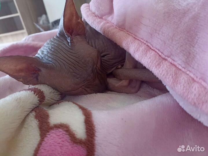 Канадский сфинкс кошка