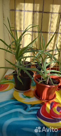 Алоэ столетник