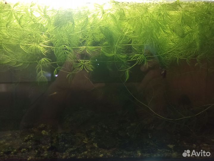 Аквариумное растение