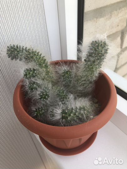 Кактусы и суккуленты