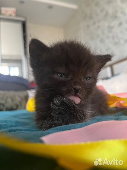 Кошка
