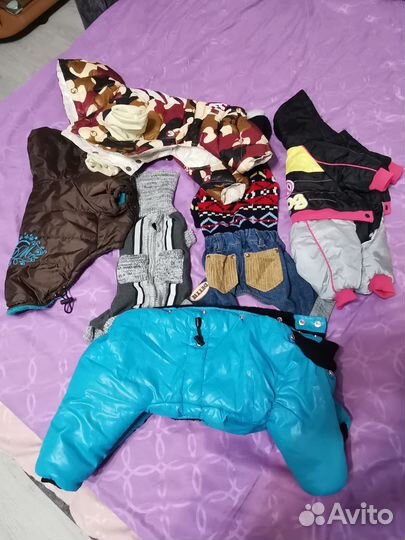 Одежда для маленьких собак