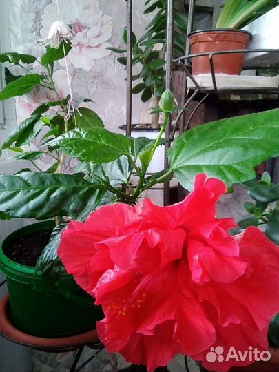 Гибискус китайская роза