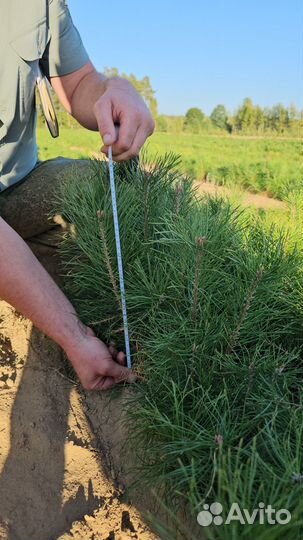 Саженцы сосны и ели окс от производителя