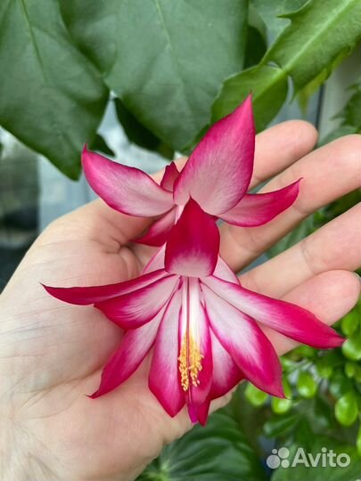 Шлюмбергеры