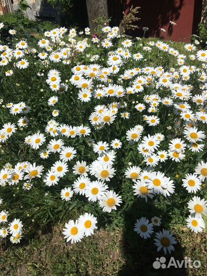 Ромашка садовая