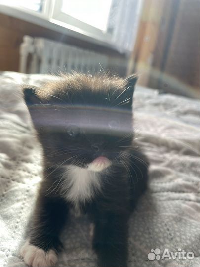 Котята