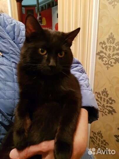 Котята в добрые руки бесплатно мальчик