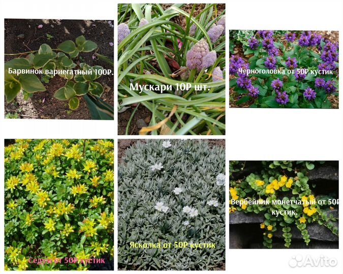 Комнатные и садовые растения