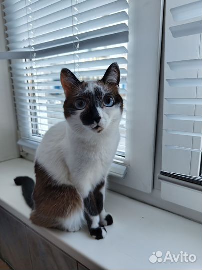Кошка