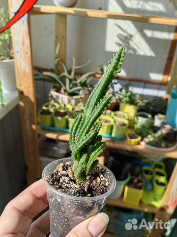 Суккуленты 2