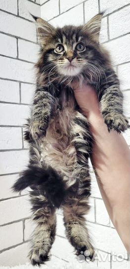 Котята мейн-кун