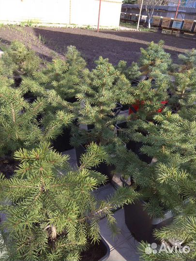 Саженцы ели