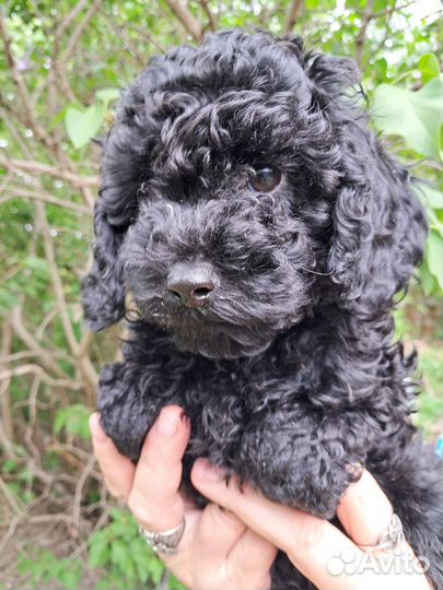 Щенки пуделя