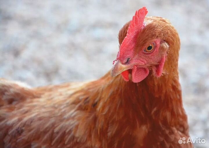 Курочки несушки с доставкой