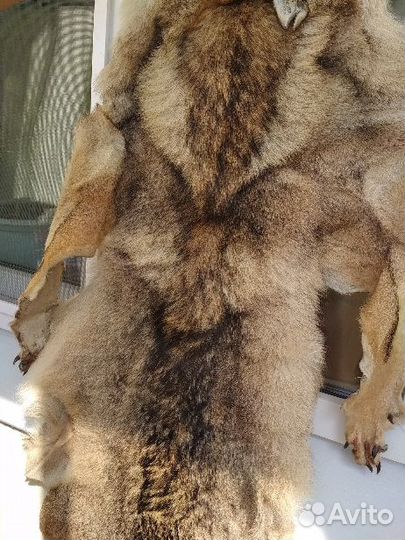 Шкура волка выделанная новая