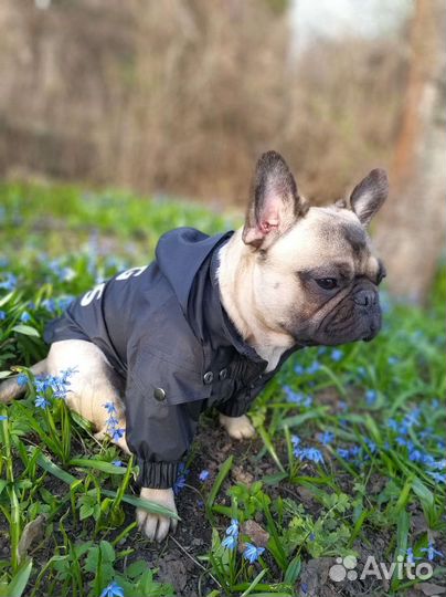 Куртка-дождевик для собак