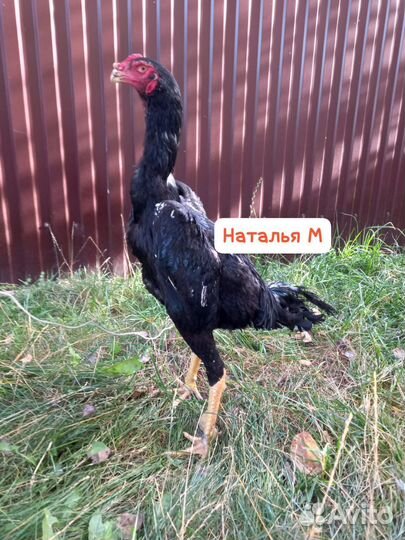 О шамо бойцовские петухи