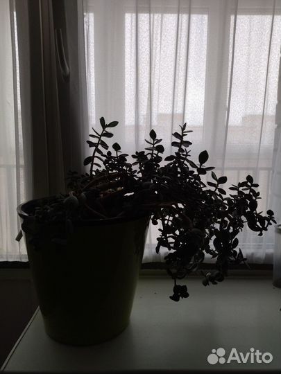 Комнатные цветы