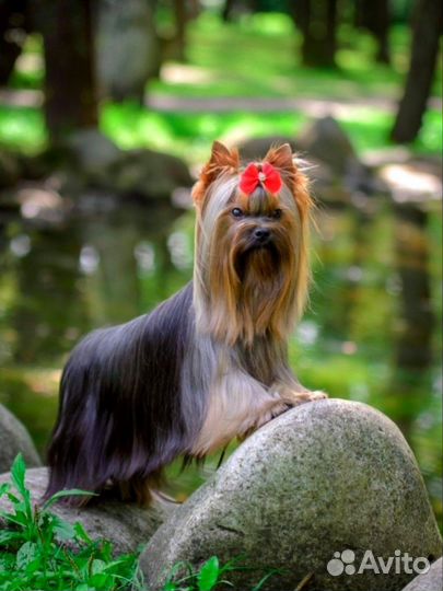 Мини чемпион для вязок