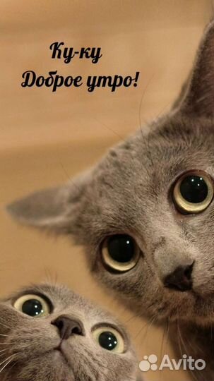 Еда для поросят и кур