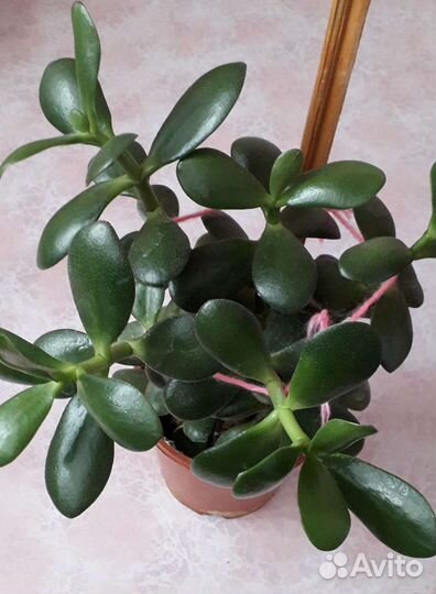 Толстянка(Денежное дерево)