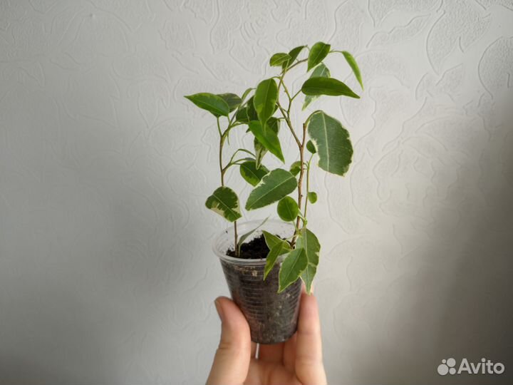 Фикус Кинки комнатные растения