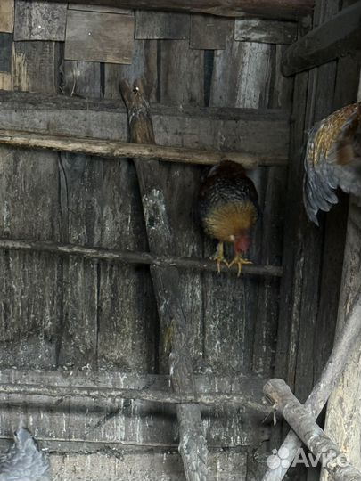 Молодые петушки