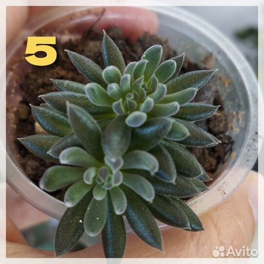 Комнатные цветы