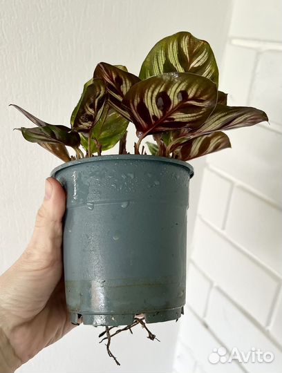 Калатея Макоя