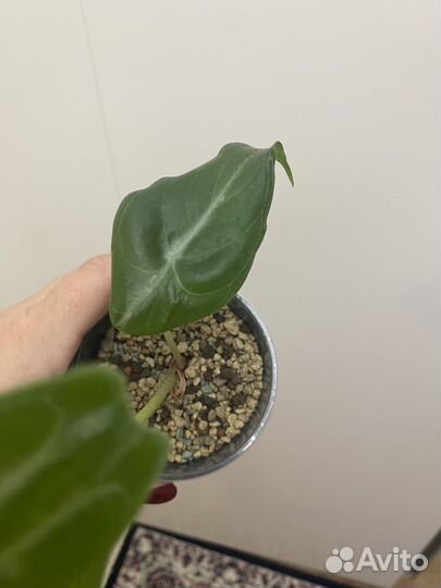 Алоказия лонгилоба сильвер