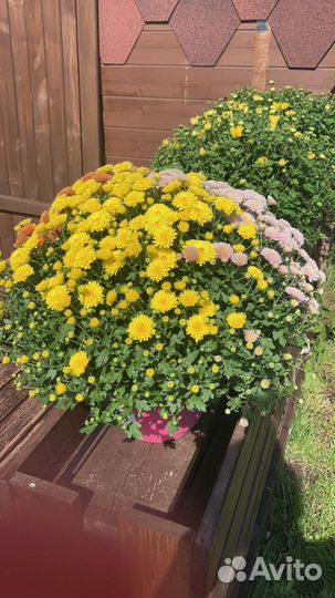 Хризантемы мультифлора