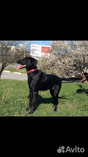 Собака компаньон