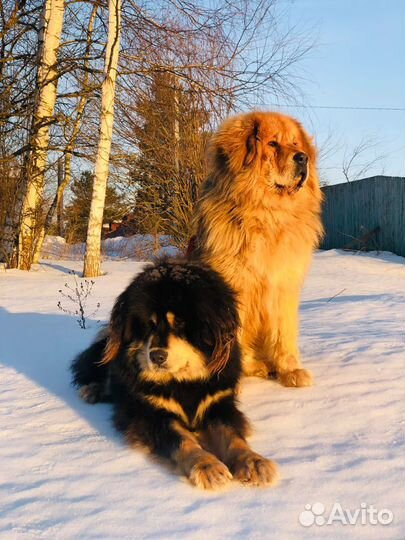 Тибетский мастиф щенки