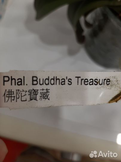 Орхидея Buddha's Treasure