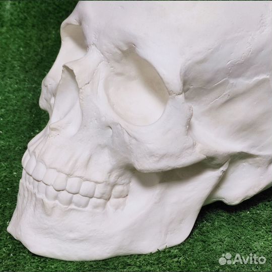 Череп Анатомический (Гипс) 23*15*17 см
