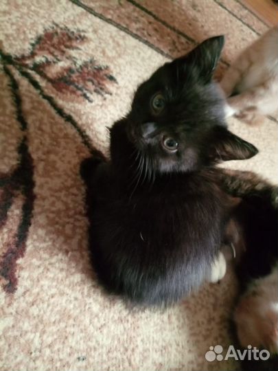Отдам котят