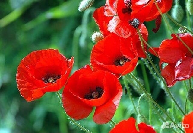 Косметическое Масло семян мака тм ChocoLatte