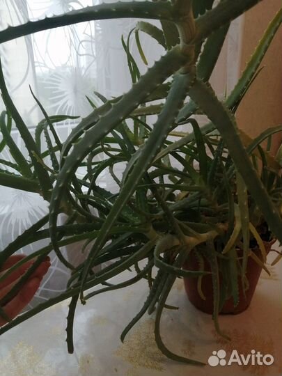 Алоэ (Комнатные цветы)