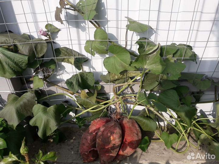 Батат с доставкой