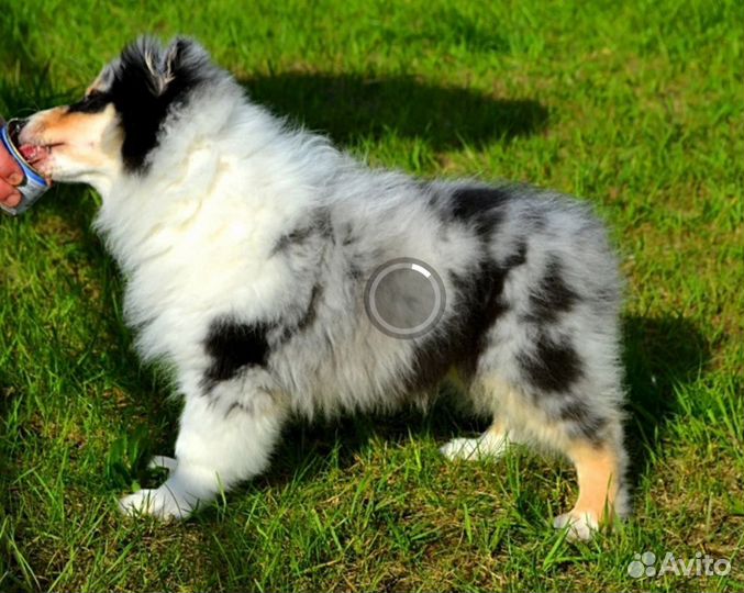 Колли мальчик