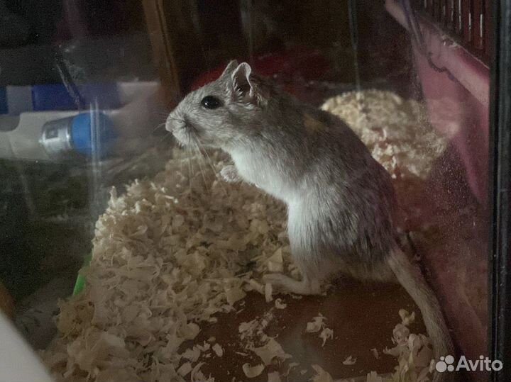 Песчанка